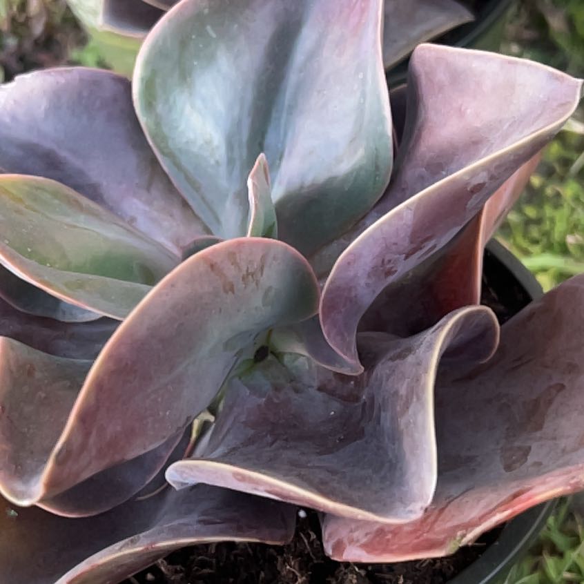 Photo of the plant species Echeveria 'Purple Perle von Nurnberg' by @SuperSwampdock named Elina on Greg, the plant care app