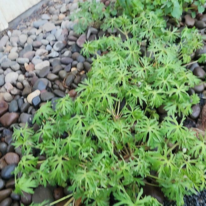 Photo of the plant species Longstalk Cranesbill by @WiredUrnplant named Marilyn on Greg, the plant care app
