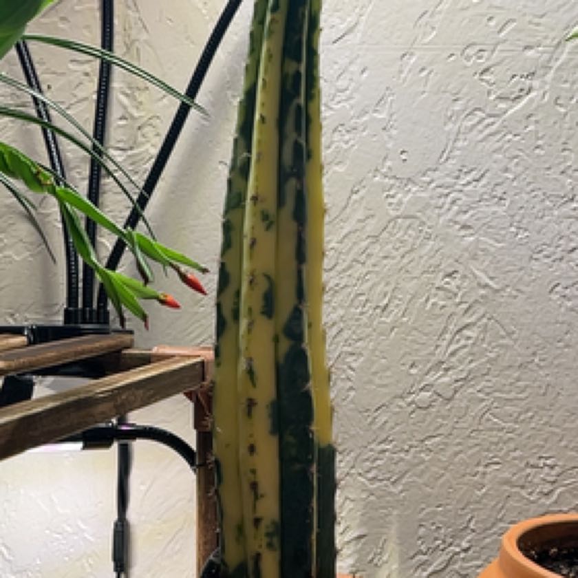 Photo of the plant species Variegated San Pedro Cactus by @ProHaworthia named Harmony on Greg, the plant care app