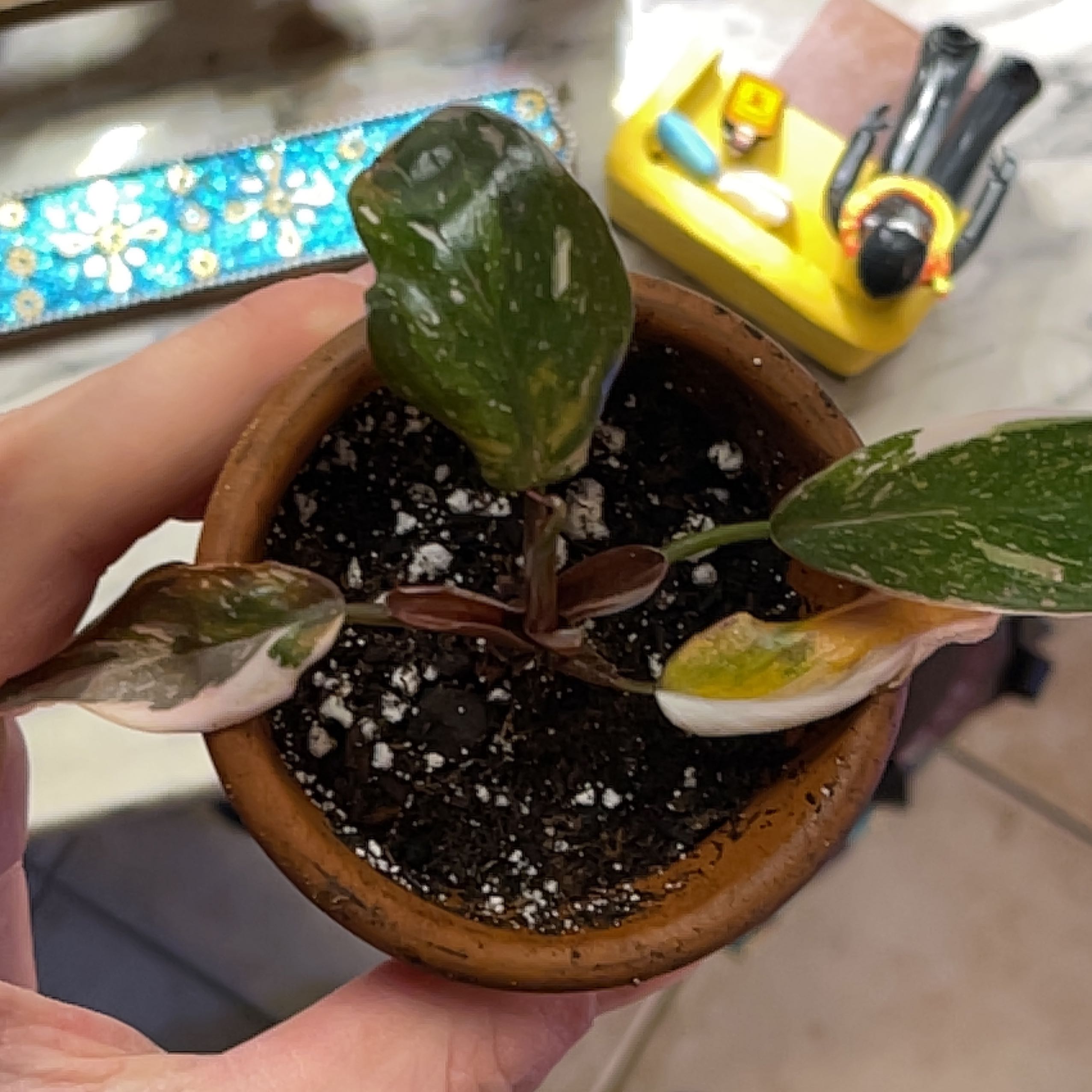 Philodendron Red Anderson plant in a pot with visible yellowing and browning leaves, held by a hand.