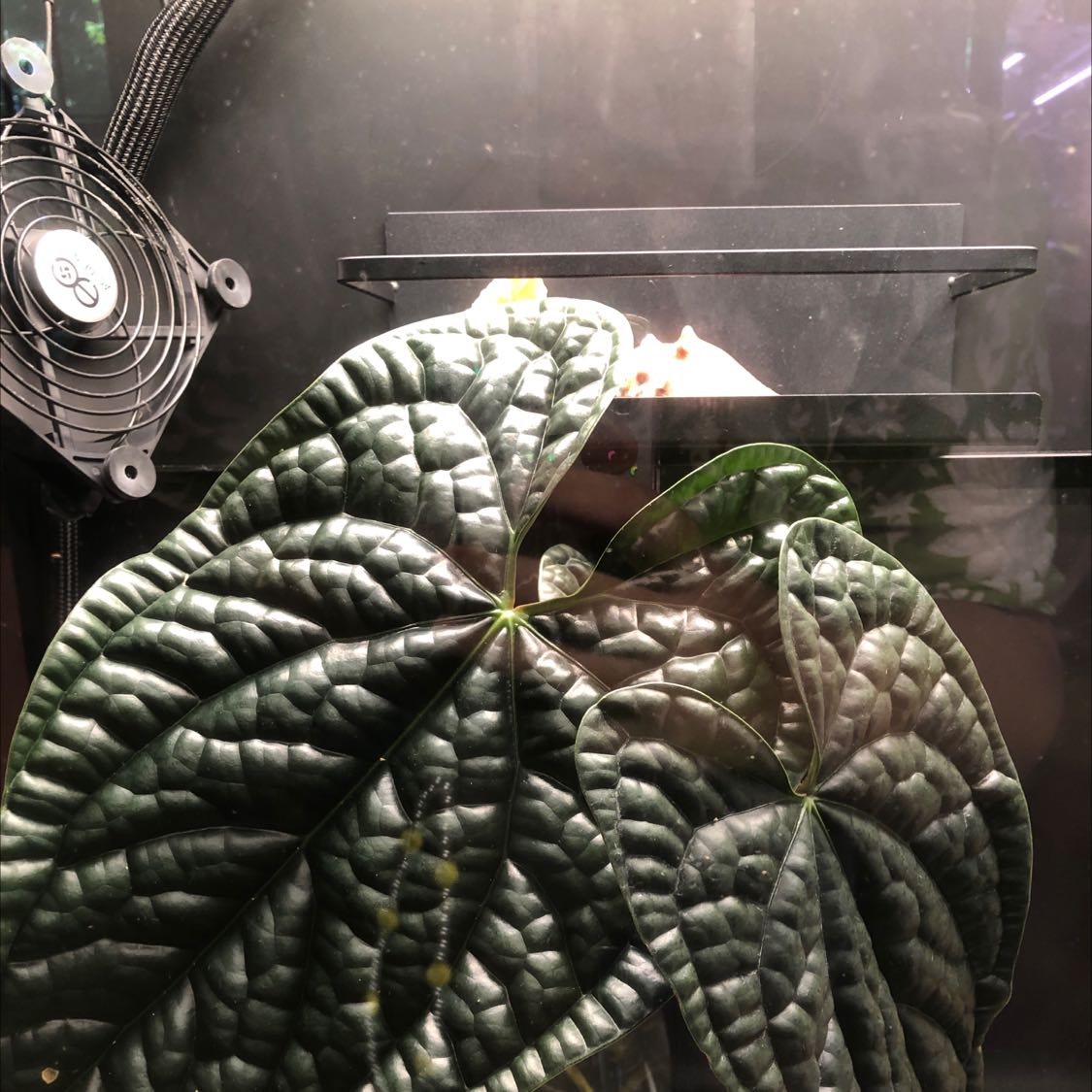 Anthurium Luxurians with large, dark green, quilted leaves in a well-lit environment.