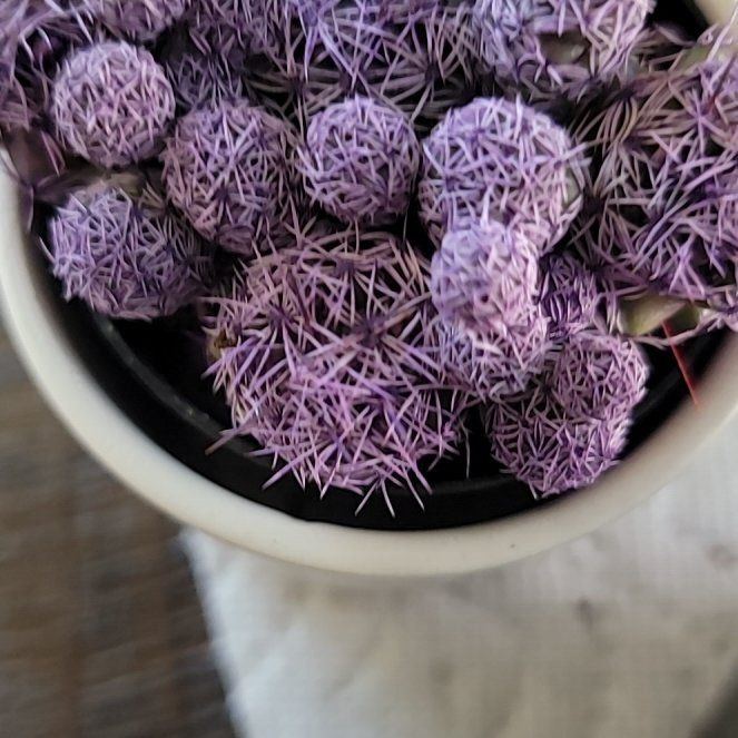Photo of the plant species Mammillaria vetula subsp. gracilis by @FineCyclamen named Aristotle on Greg, the plant care app