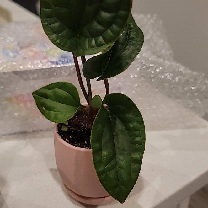 Photo of the plant species Anthurium Radicans x Luxurians by @FineCyclamen named Messi on Greg, the plant care app