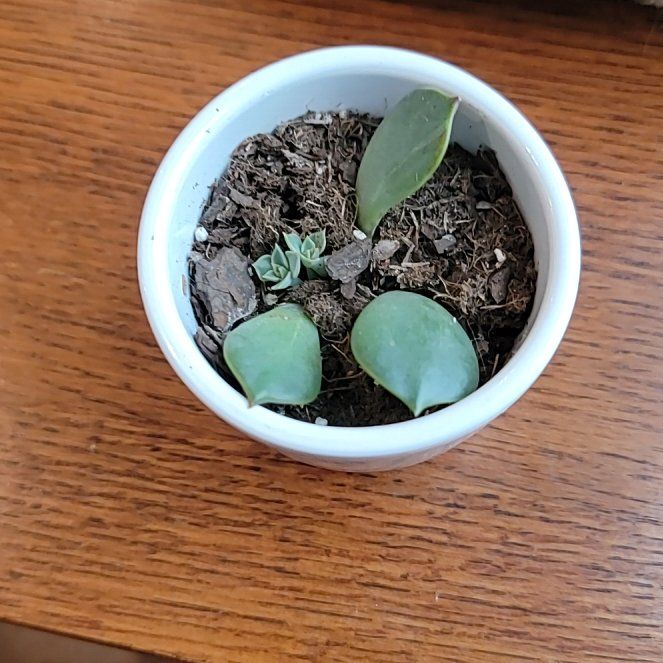Photo of the plant species Taciveria 'Tasha' by @FineCyclamen named Gaga on Greg, the plant care app