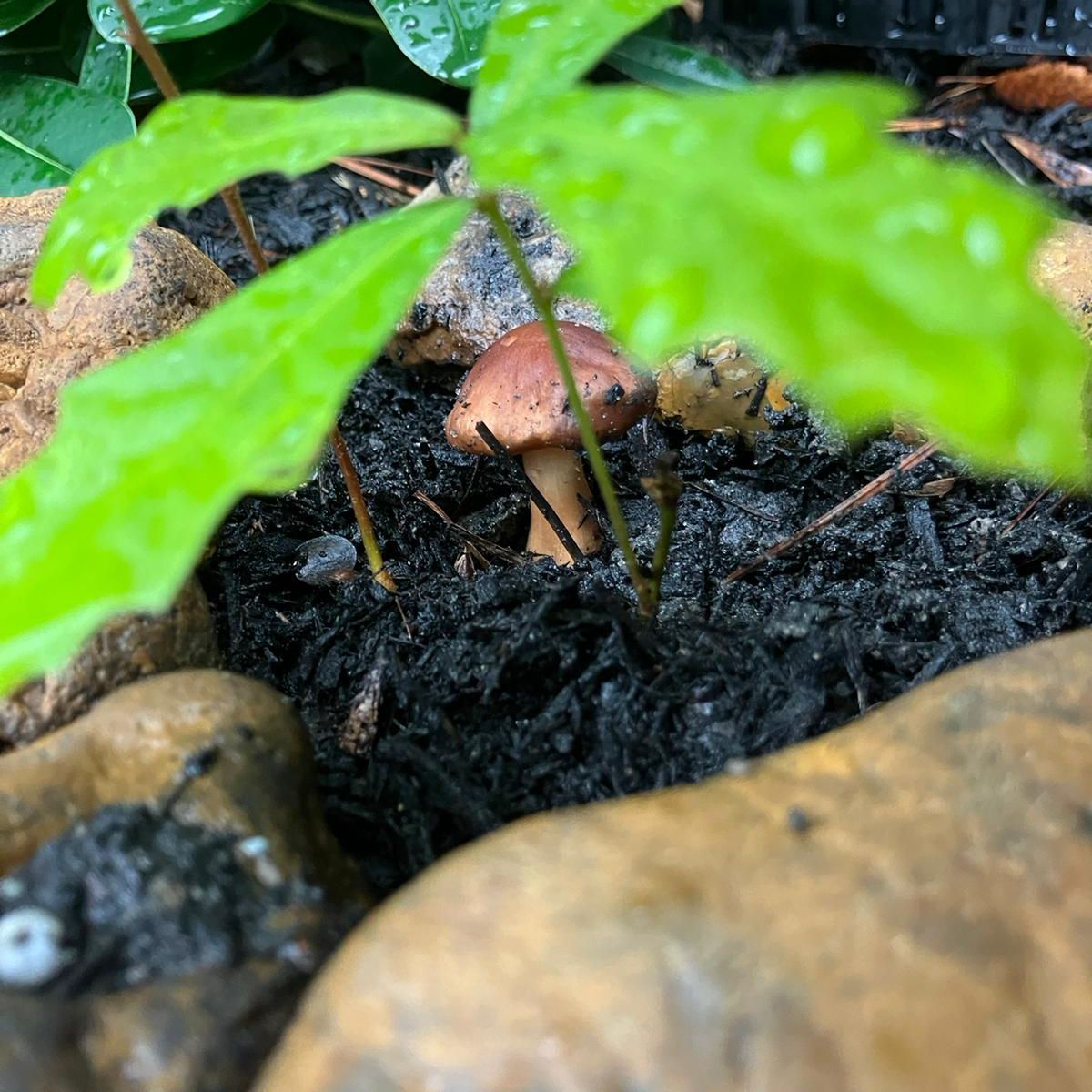 Photo of the plant species Maltese-Mushroom by @BlueButtonSnack named Truth on Greg, the plant care app