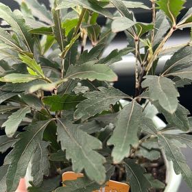 Photo of the plant species Olympia False Aralia by @SugarAgavenova named Olympia on Greg, the plant care app