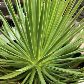 Photo of the plant species Dwarf Hedgehog Agave by @BraveWoodruff named Spike on Greg, the plant care app