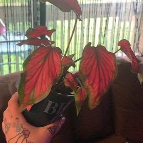 Photo of the plant species Puppy Love Caladium by @CierrasOasis named Aristotle on Greg, the plant care app
