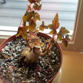 Photo of the plant species maple leaf begonia by @SereneBlinks named Pax on Greg, the plant care app