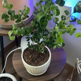 Photo of the plant species Ficus Barok by @SereneBlinks named Aria on Greg, the plant care app