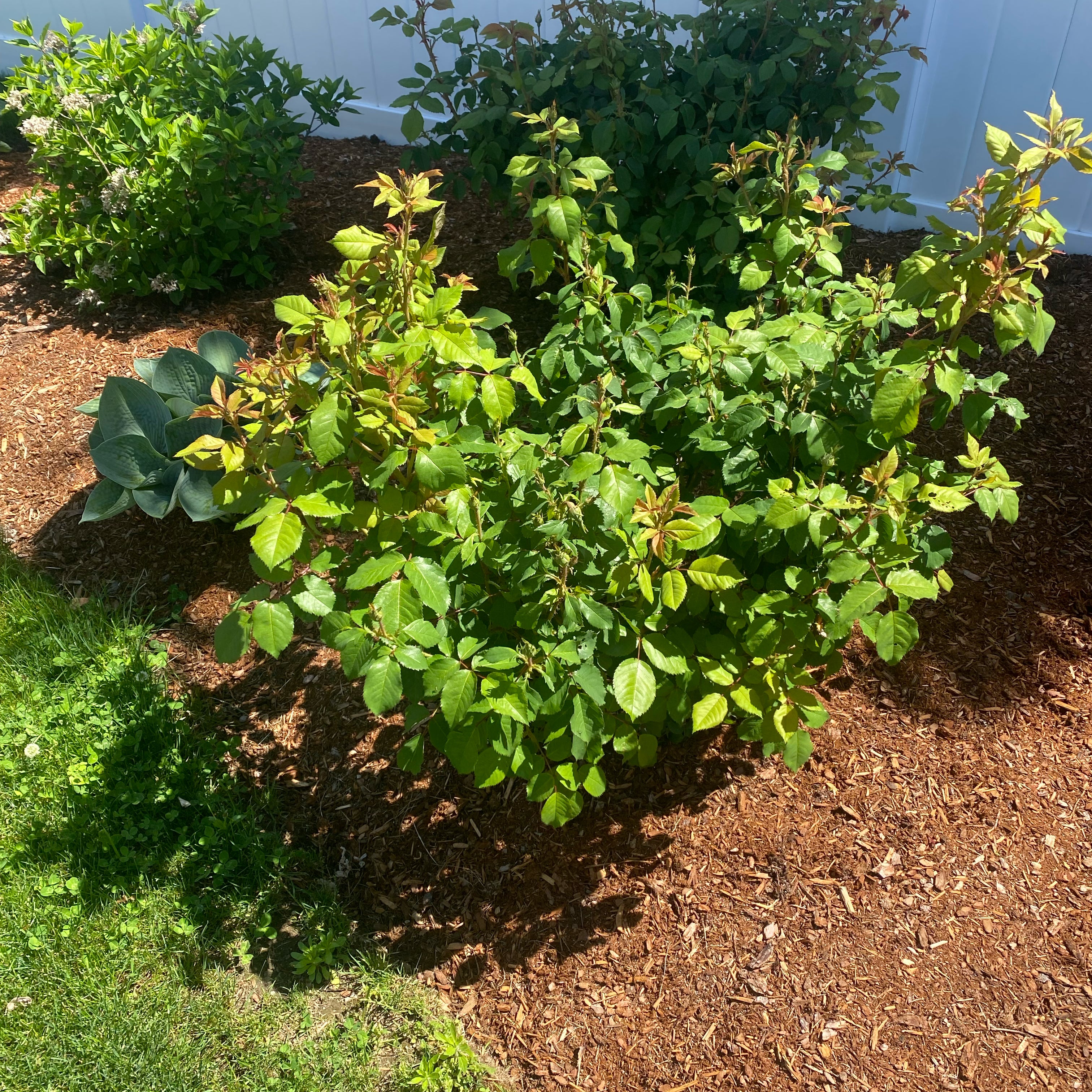 Propagating My Knock Out Rose StepbyStep Guide