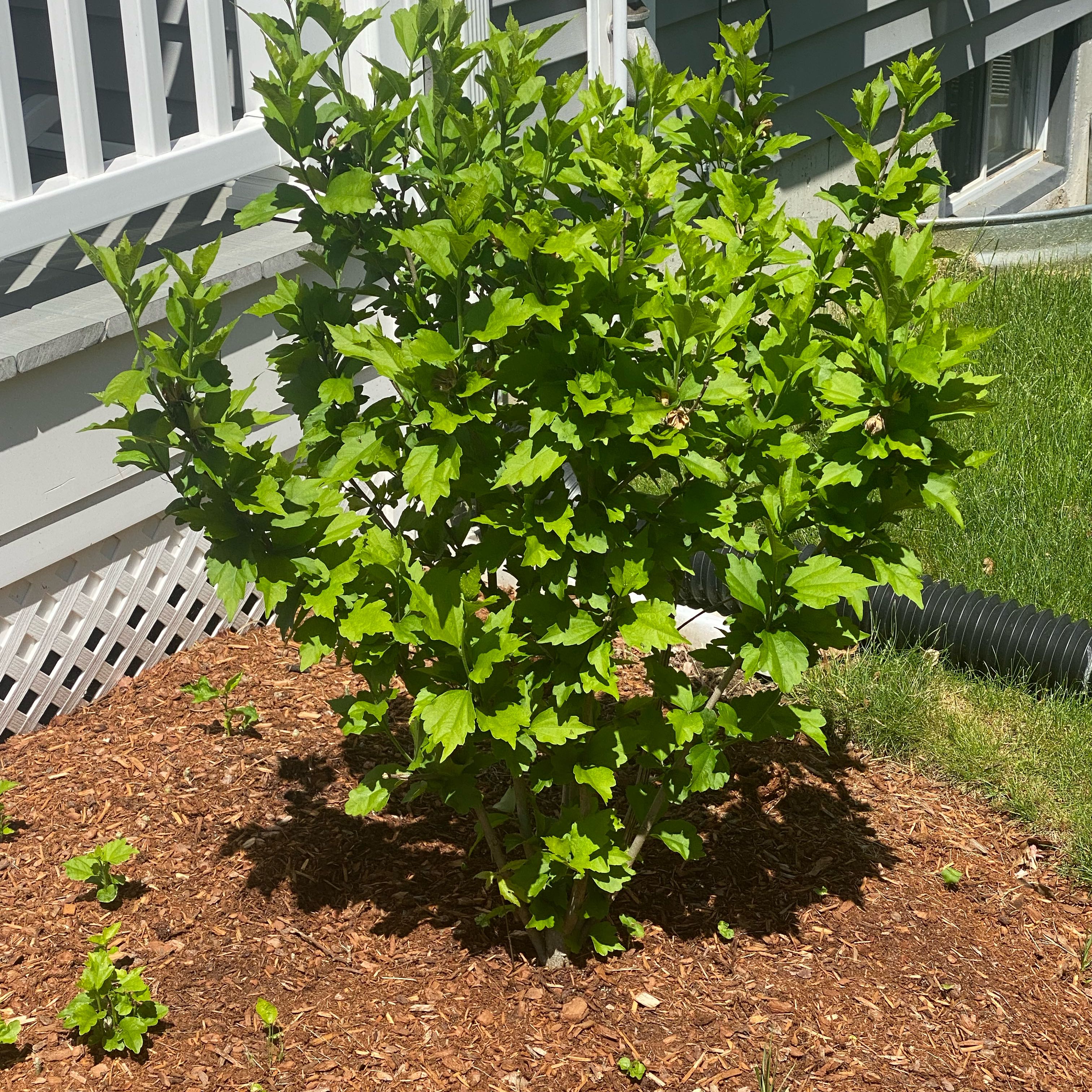 Photo of the plant species Rose of Sharon 'Paraplu Violet' by @GiddyRedmambo named Keanu Leaves on Greg, the plant care app