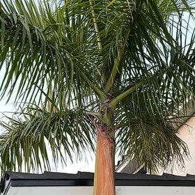 Royal Palm tree aka Cuban palm