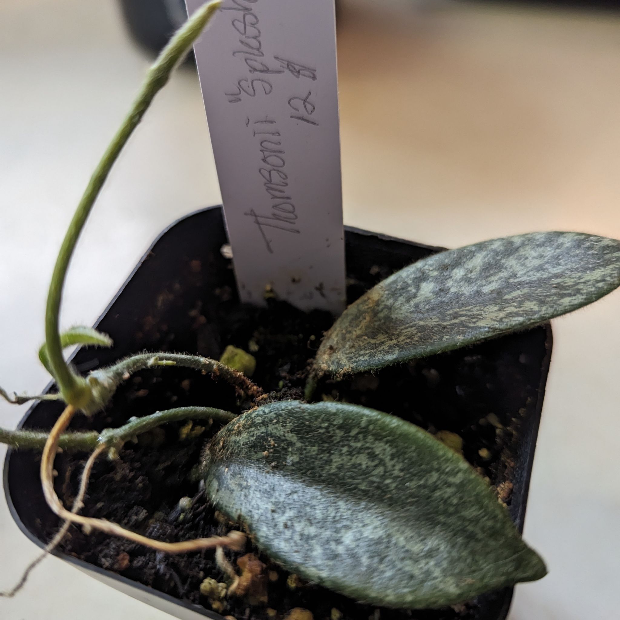 Photo of the plant species Hoya thomsonii by @GrownCigarplant named Darwin on Greg, the plant care app