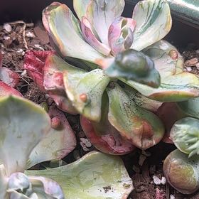 Photo of the plant species Beyonce Rainbow Echeveria by @FoxyWhitefir named Emerson on Greg, the plant care app