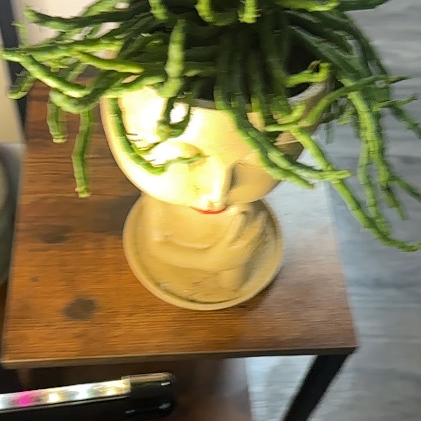 Photo of the plant species medusa cactus by @FoxyWhitefir named Gaga on Greg, the plant care app