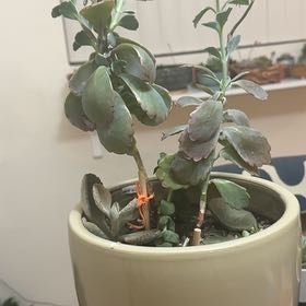Photo of the plant species Beyonce Rainbow Echeveria by @FoxyWhitefir named Eva on Greg, the plant care app