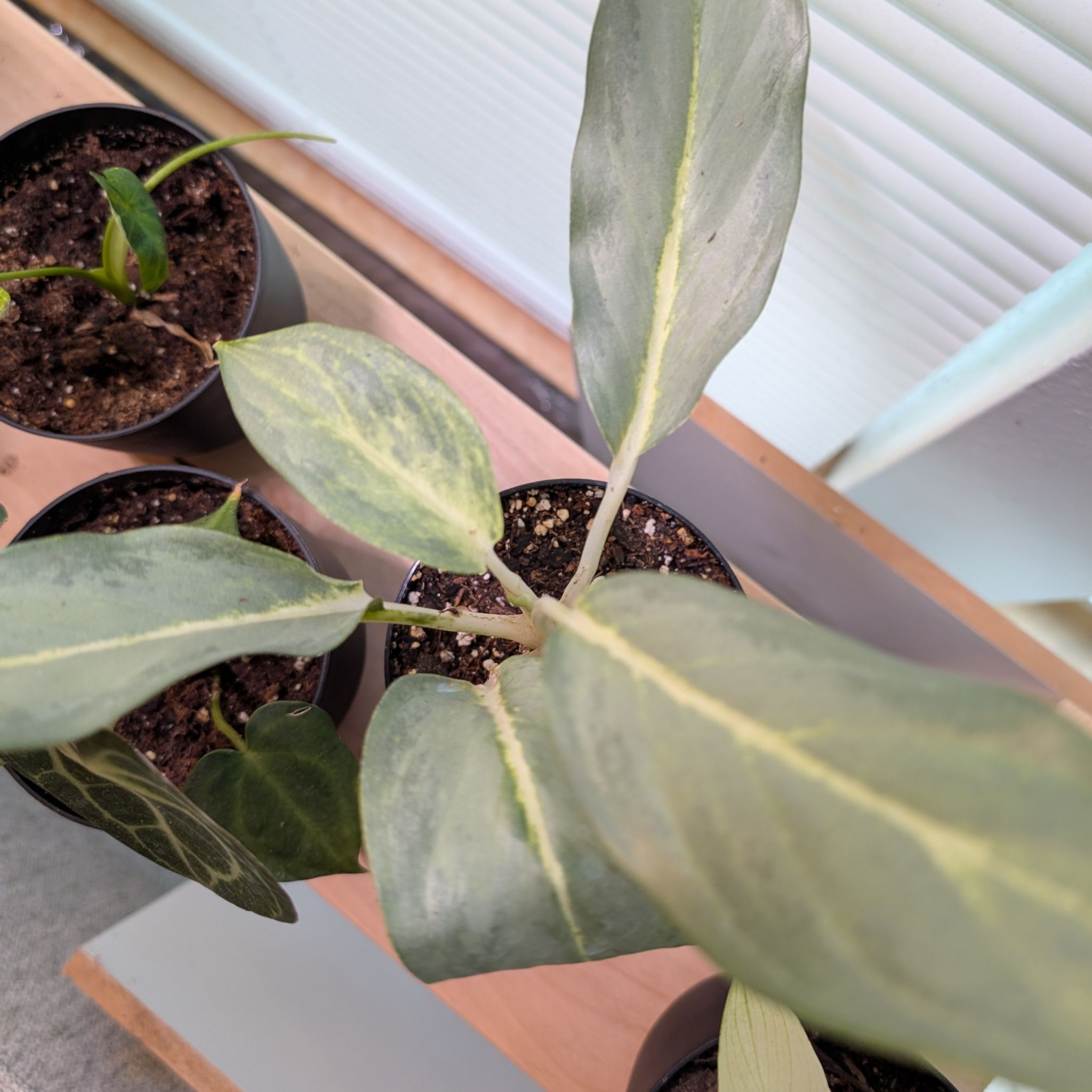 Photo of the plant species Assorted Aglaonema by @xoknot named Florence (ghost) on Greg, the plant care app