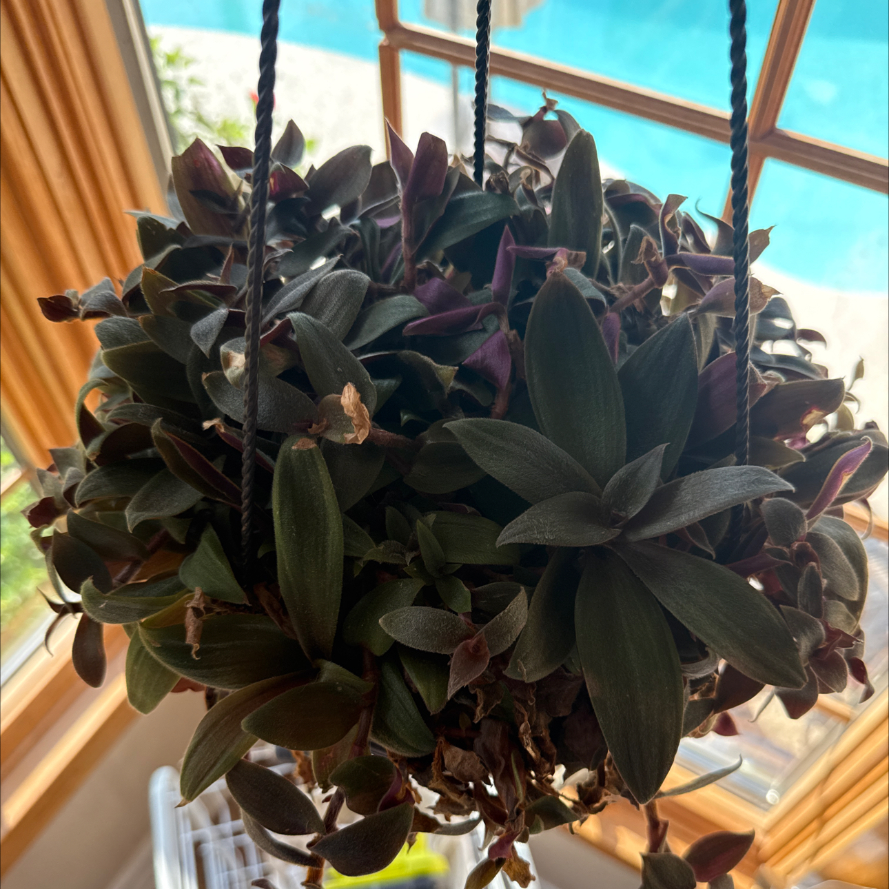 Photo of the plant species Teddy Bear Vine by @Smange named Hamilton on Greg, the plant care app