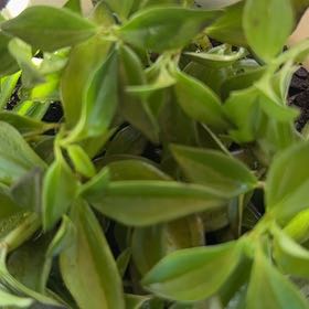Photo of the plant species Piperaceae by @Smange named Bruce Lee on Greg, the plant care app