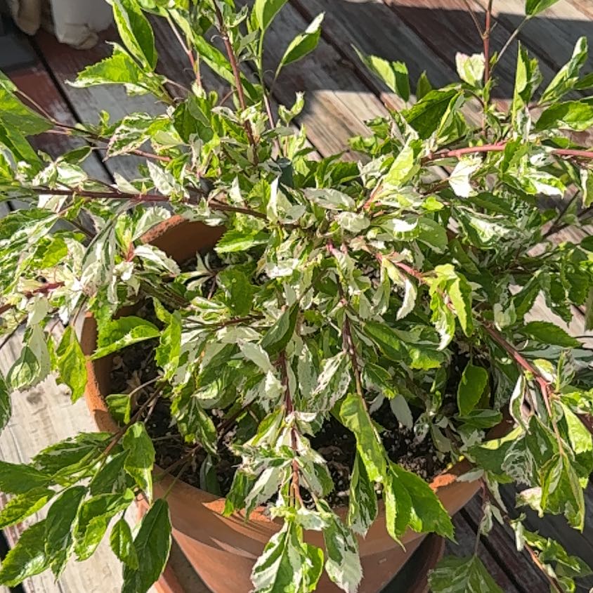 Photo of the plant species Snow Queen Hibiscus by @Smange named Pax on Greg, the plant care app