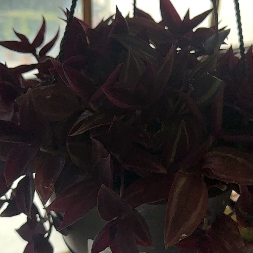 Photo of the plant species Tradescantia Zebrina 'burgundy' by @Smange named Harry on Greg, the plant care app
