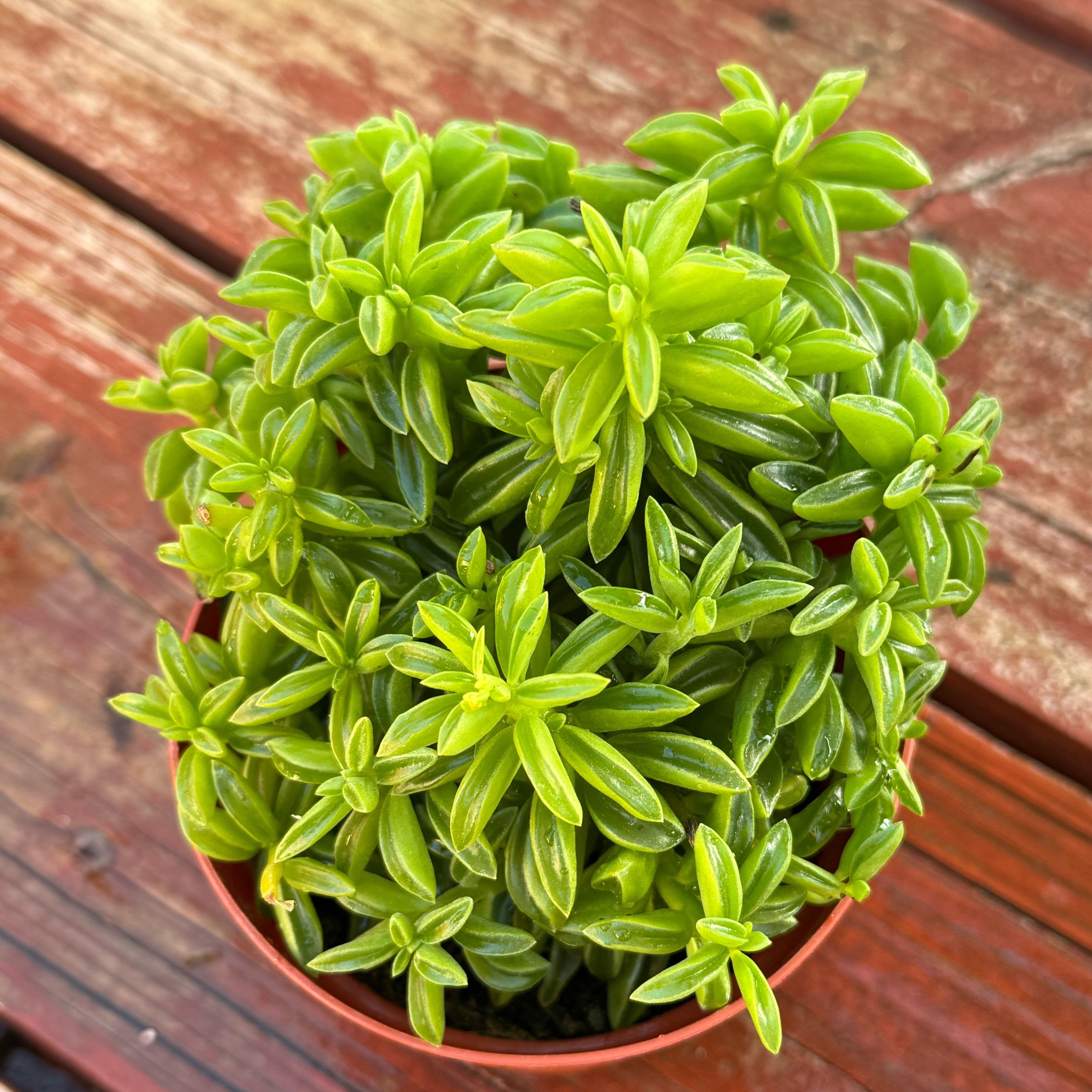 Photo of the plant species Taco Plant by @Smange named Fernie Saunders on Greg, the plant care app