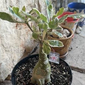 Photo of the plant species Desert Rose Varigated-Best Of Siam by @Smange named Eva on Greg, the plant care app