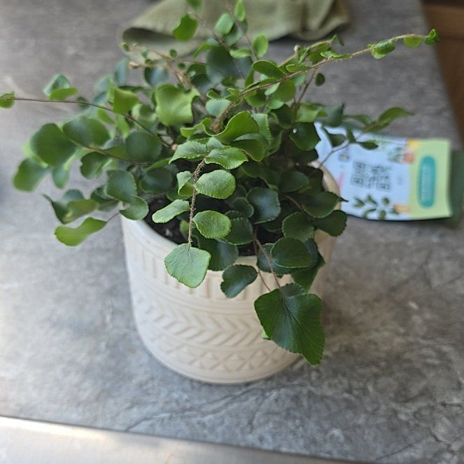 Photo of the plant species California Maidenhair Fern by @MegF named Gulliver - Fern "Gully" on Greg, the plant care app