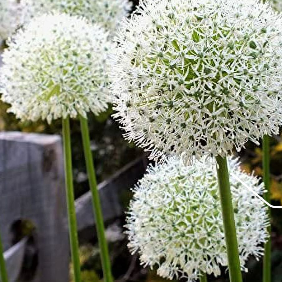 Photo of the plant species Allium 'Mount Everest' by @FunnyEmerald named Beckham on Greg, the plant care app