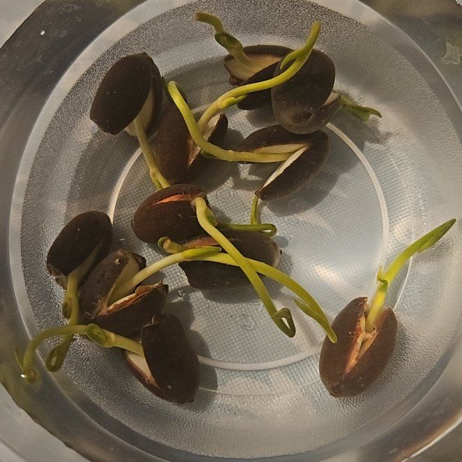 Photo of the plant species Bowl Lotus by @CrucialCamellia named carebears on Greg, the plant care app