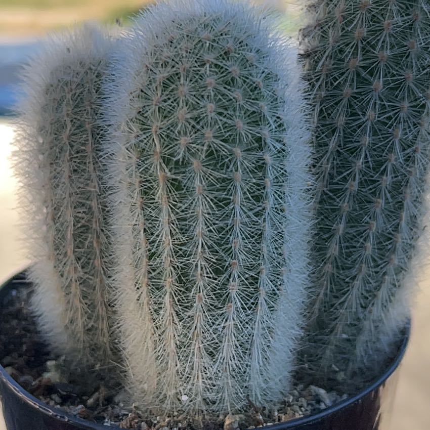 Plant care for Thrixanthocereus cullmanianus on Greg, the plant care app