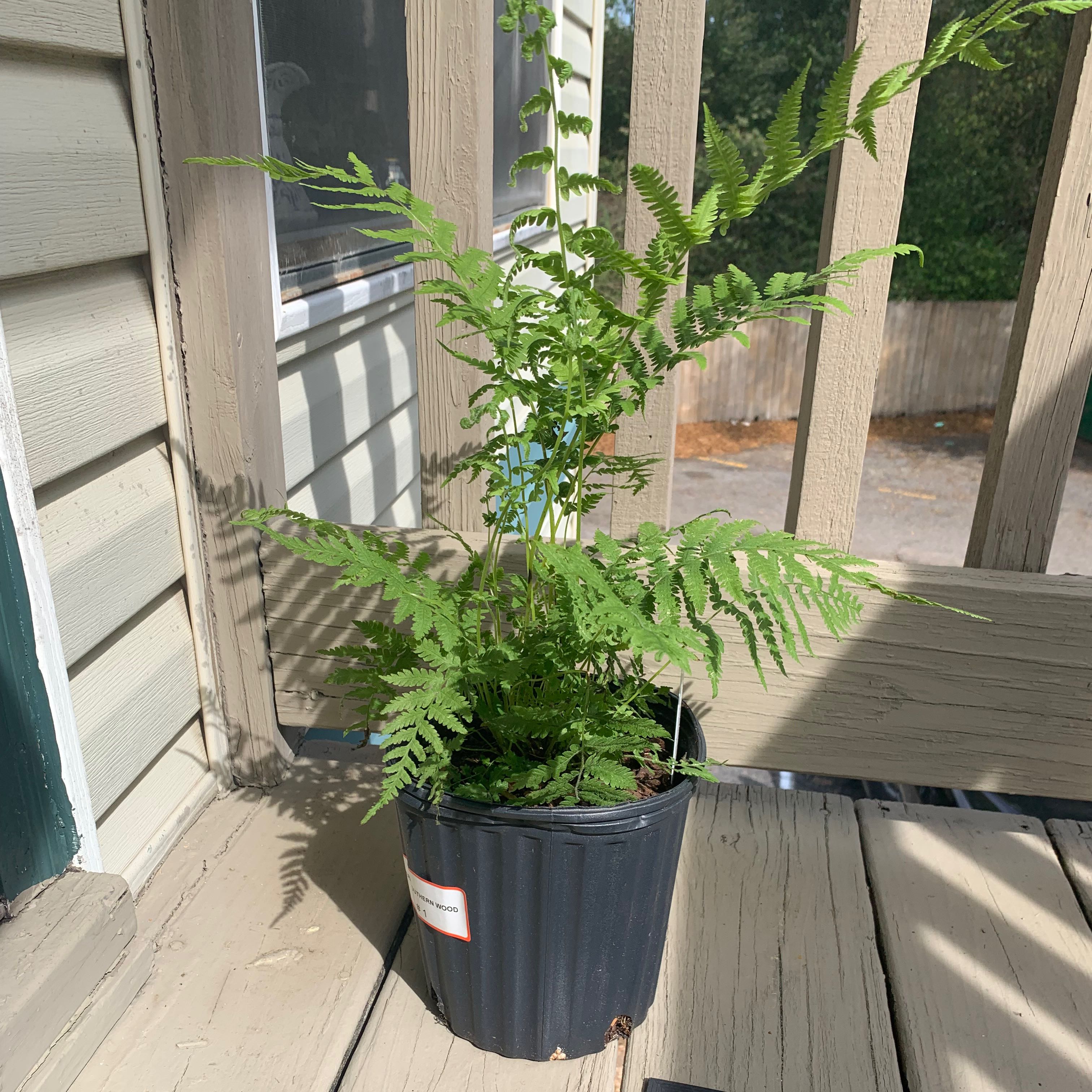 Photo of the plant species Southern Wood Fern by @MotherCorndaisy named Fernanda on Greg, the plant care app