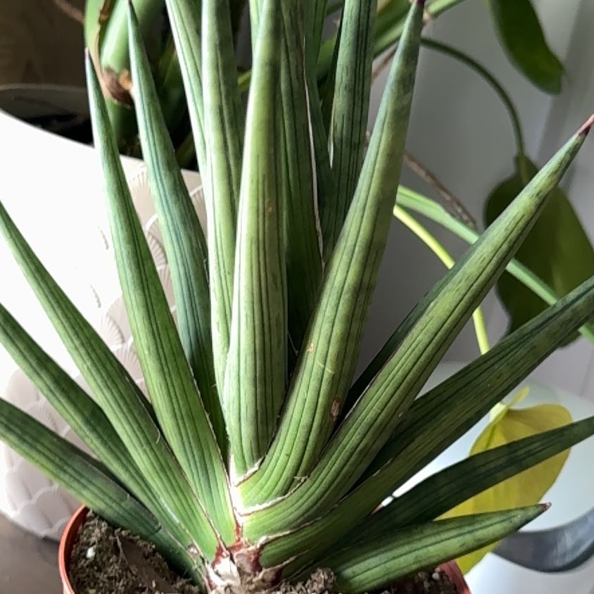 Plant care for Fat Leaf Snake Plant on Greg, the plant care app