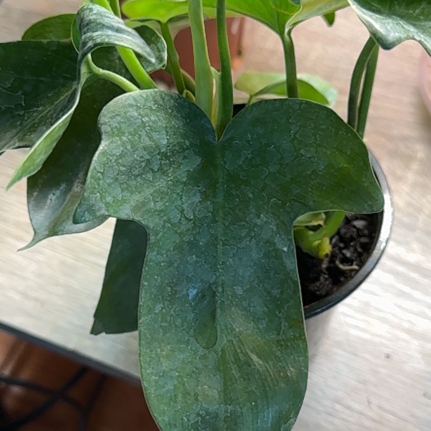Philodendron panduriforme plant with some leaf discoloration, potted with visible soil.