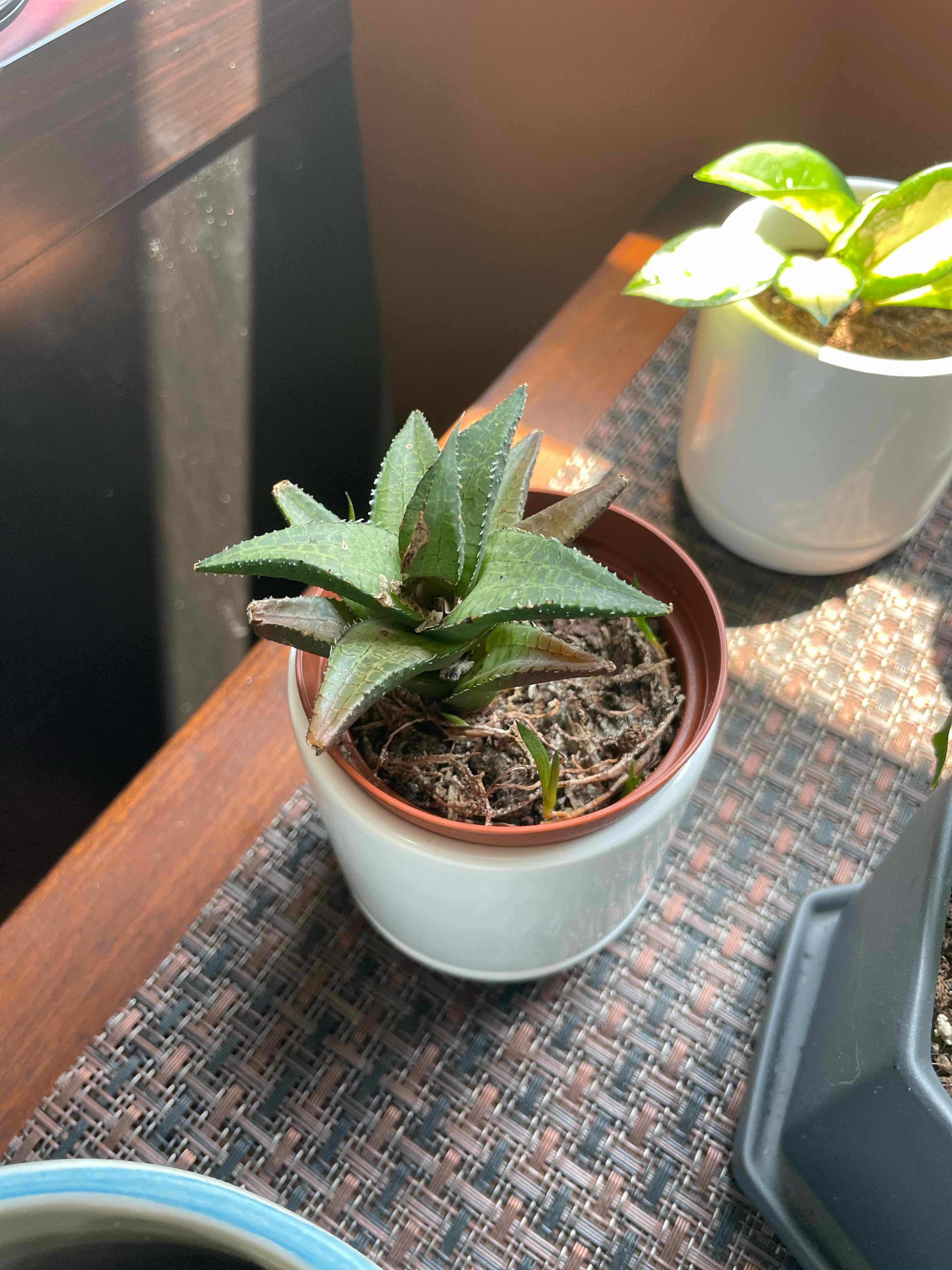 Haworthia venosa plant in a small pot with visible soil, healthy green leaves, and no signs of disease.