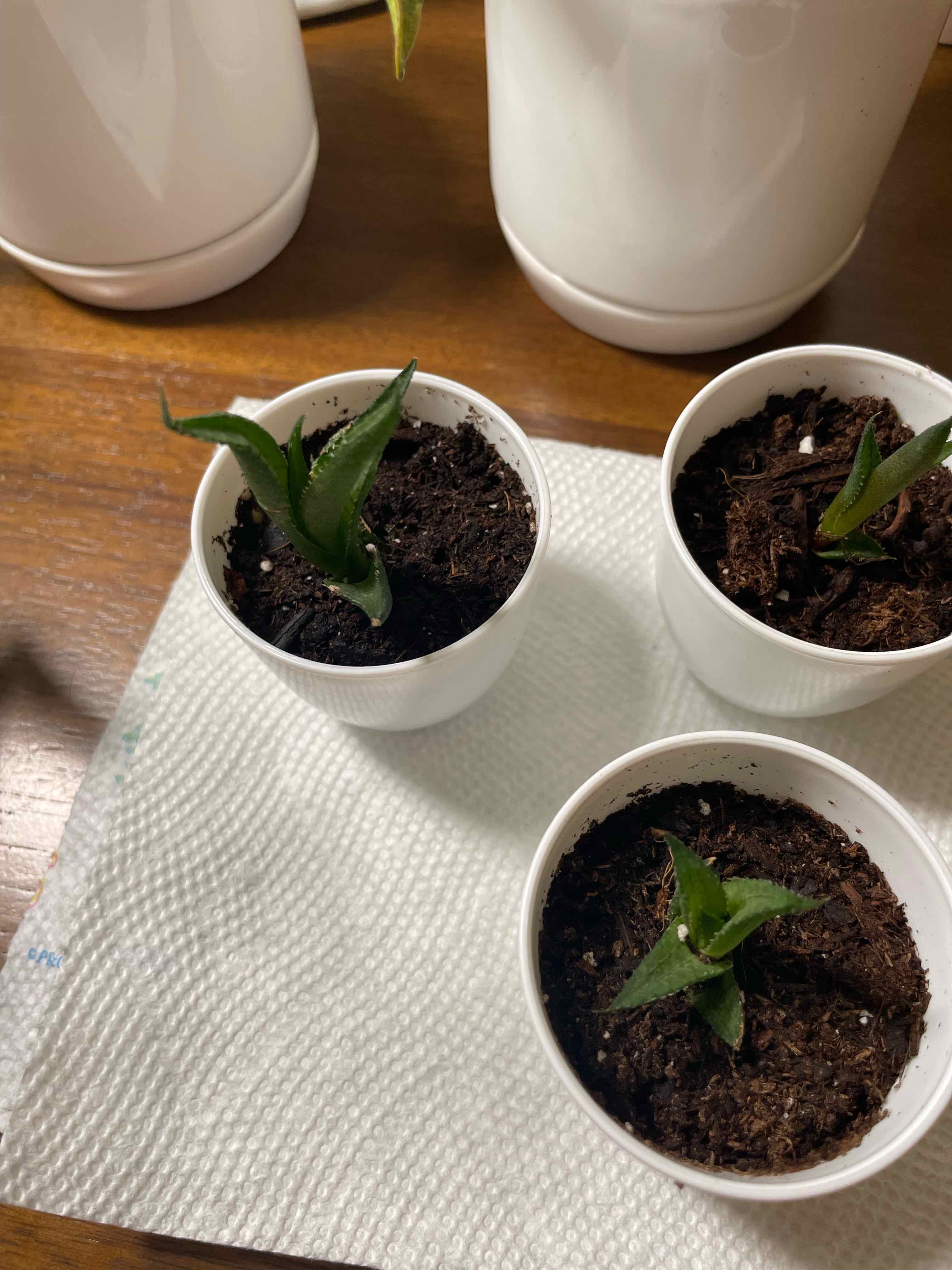 Three small Haworthia venosa plants in white pots on a paper towel.