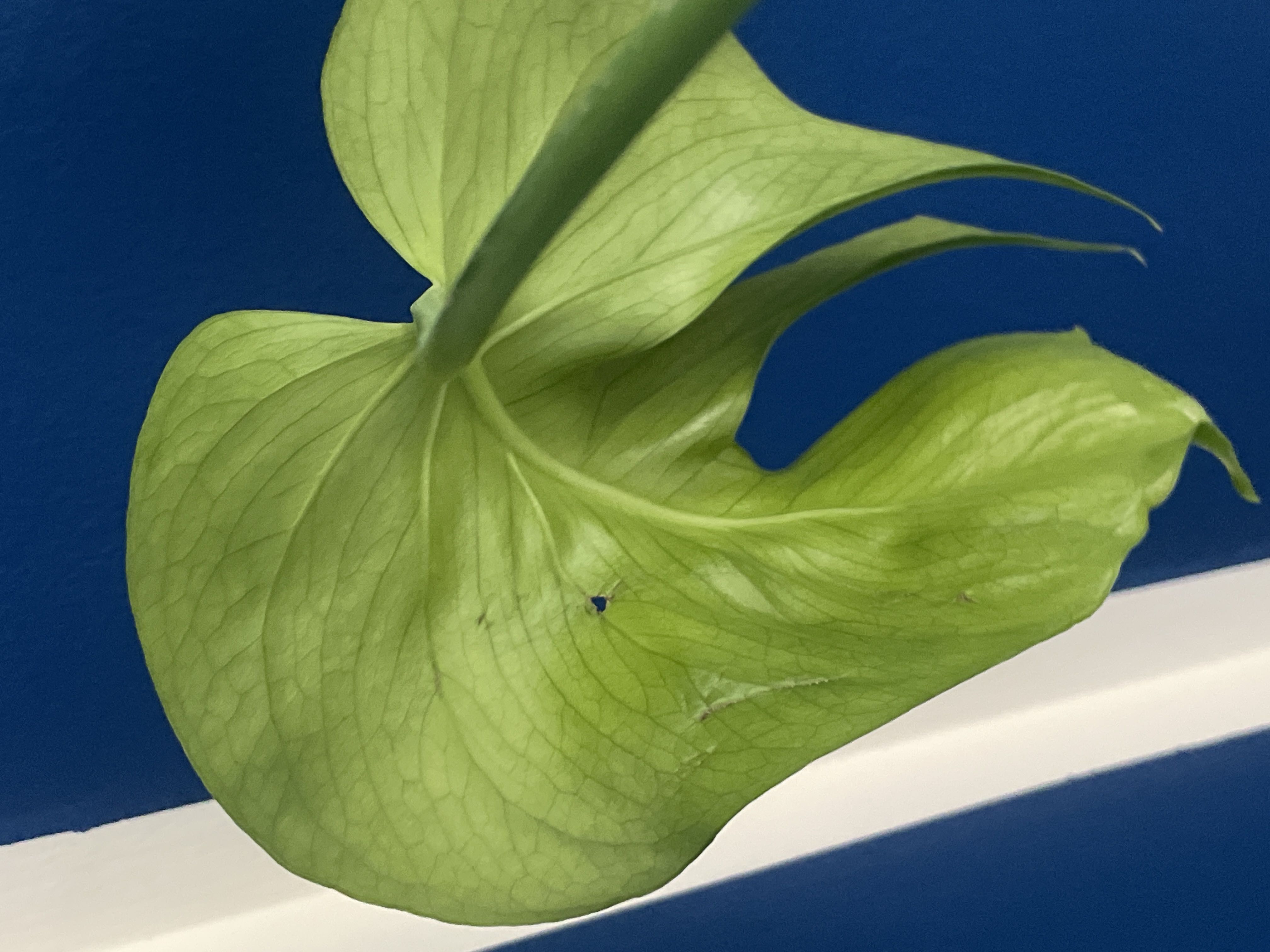 Scale problem on #Monstera