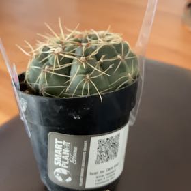 Photo of the plant species Gymnocalycium baldianum 'variegata' by @ParadisiacApple named Homer on Greg, the plant care app