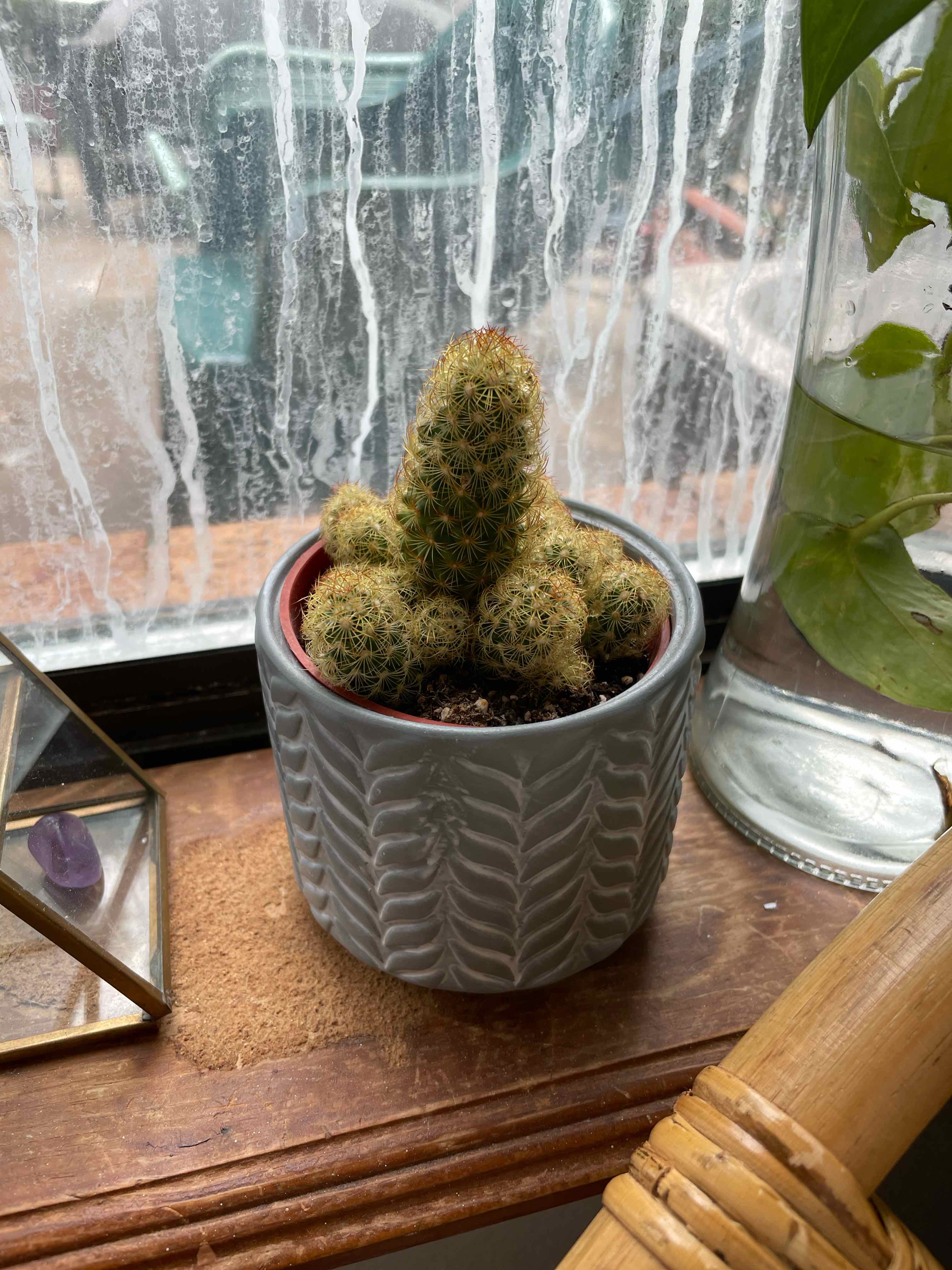 Lady Finger Cactus in a pot on a windowsill with condensation on the window.