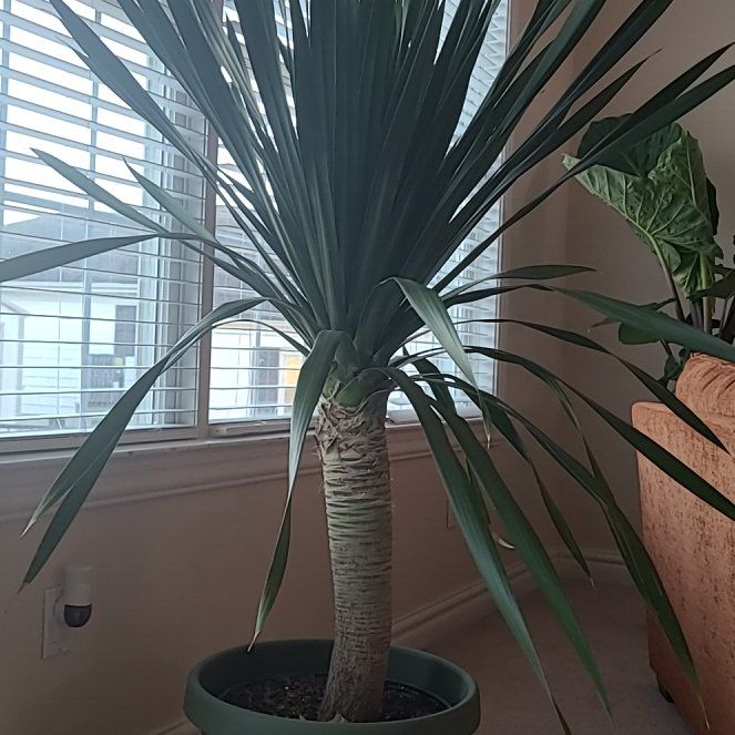 Photo of the plant species Dracaena arborea by @2Bill named Clooney on Greg, the plant care app