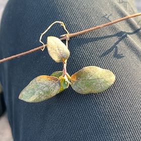 Photo of the plant species Devil's Spineflower by @RoundWoodavens named Elle on Greg, the plant care app