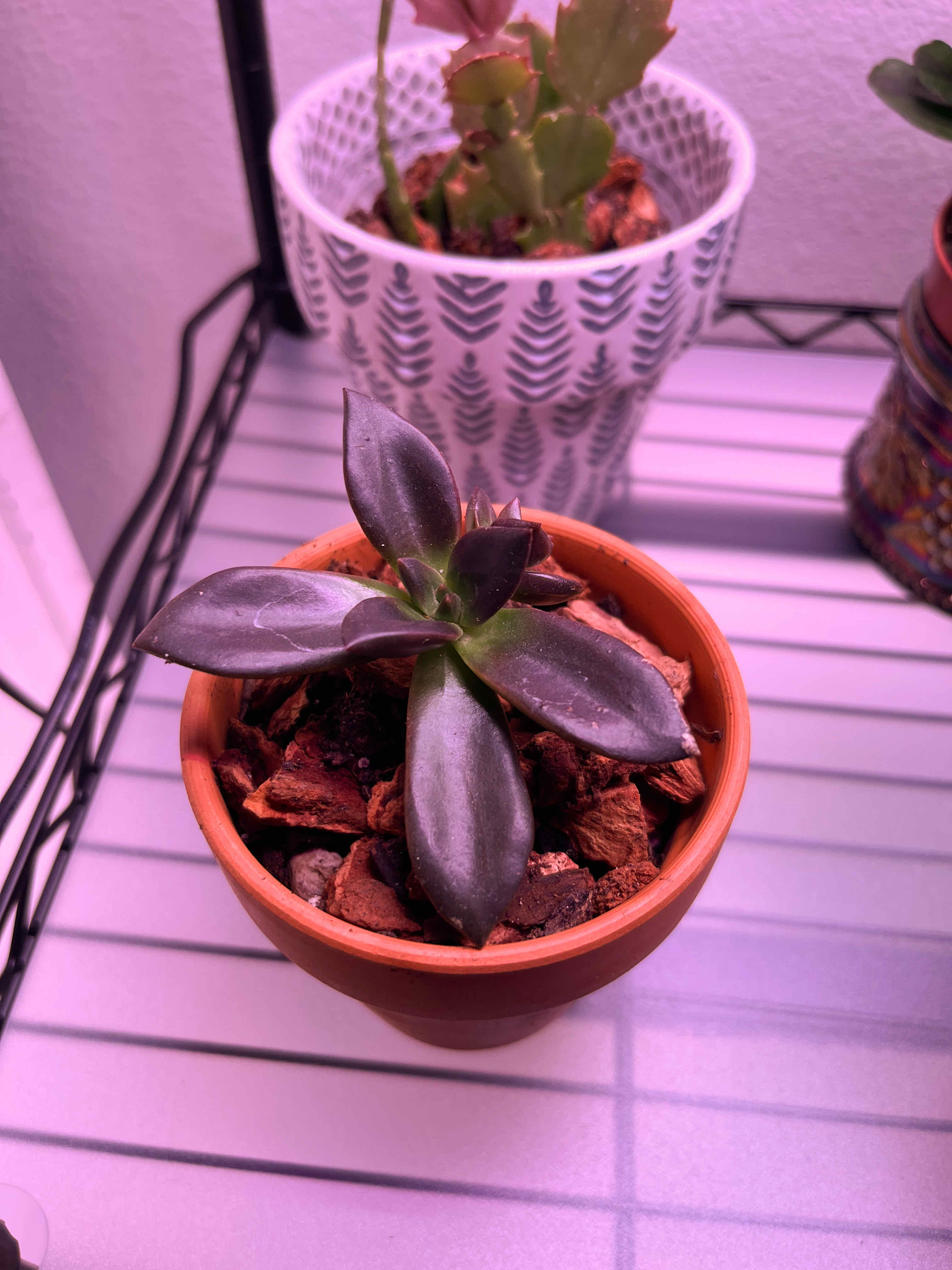 Potted Echeveria 'Licorice' plant with dark leaves on a shelf with other plants.