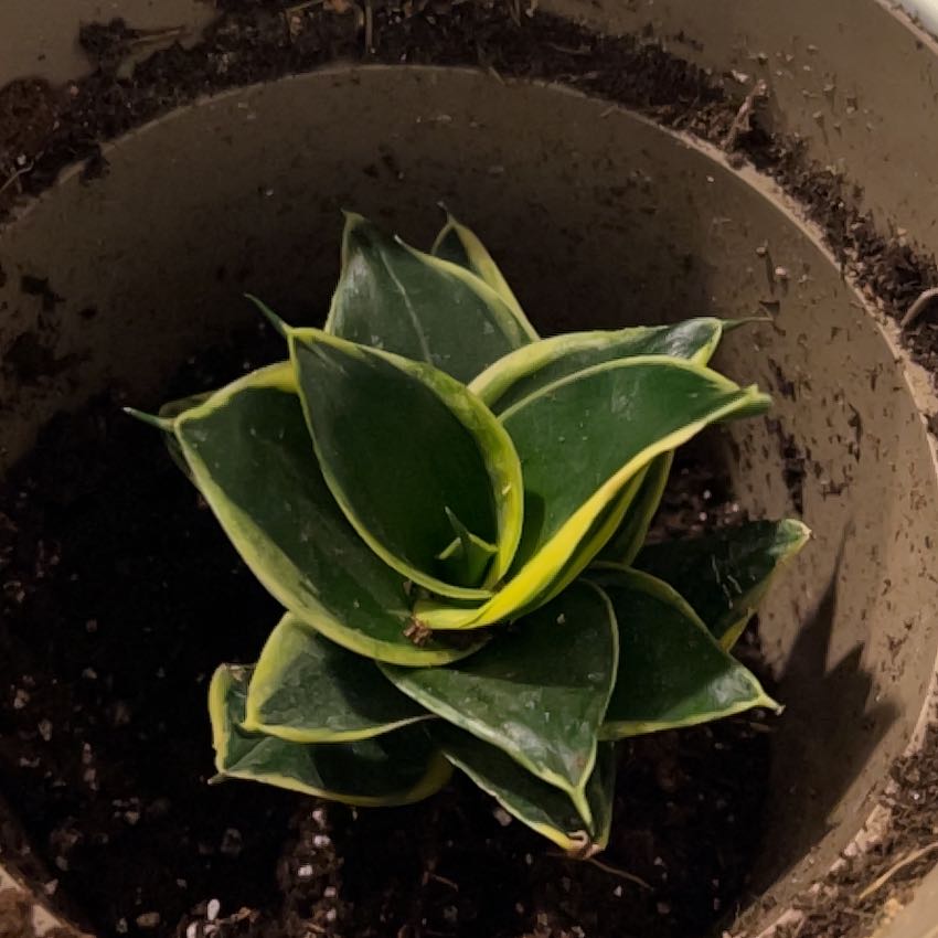 White Sansevieria plant in a pot with minor yellowing on leaf edges.