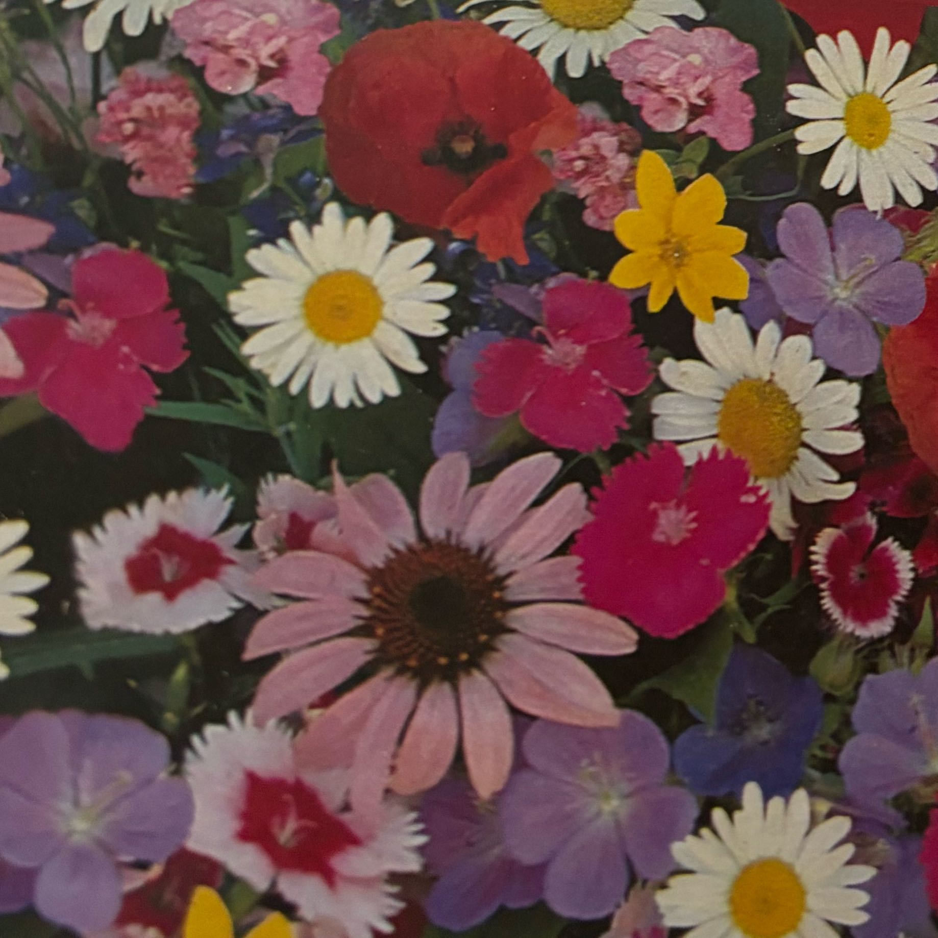 Photo of the plant species Pennington Wildflower by @Harmonicdevil named Gobi on Greg, the plant care app