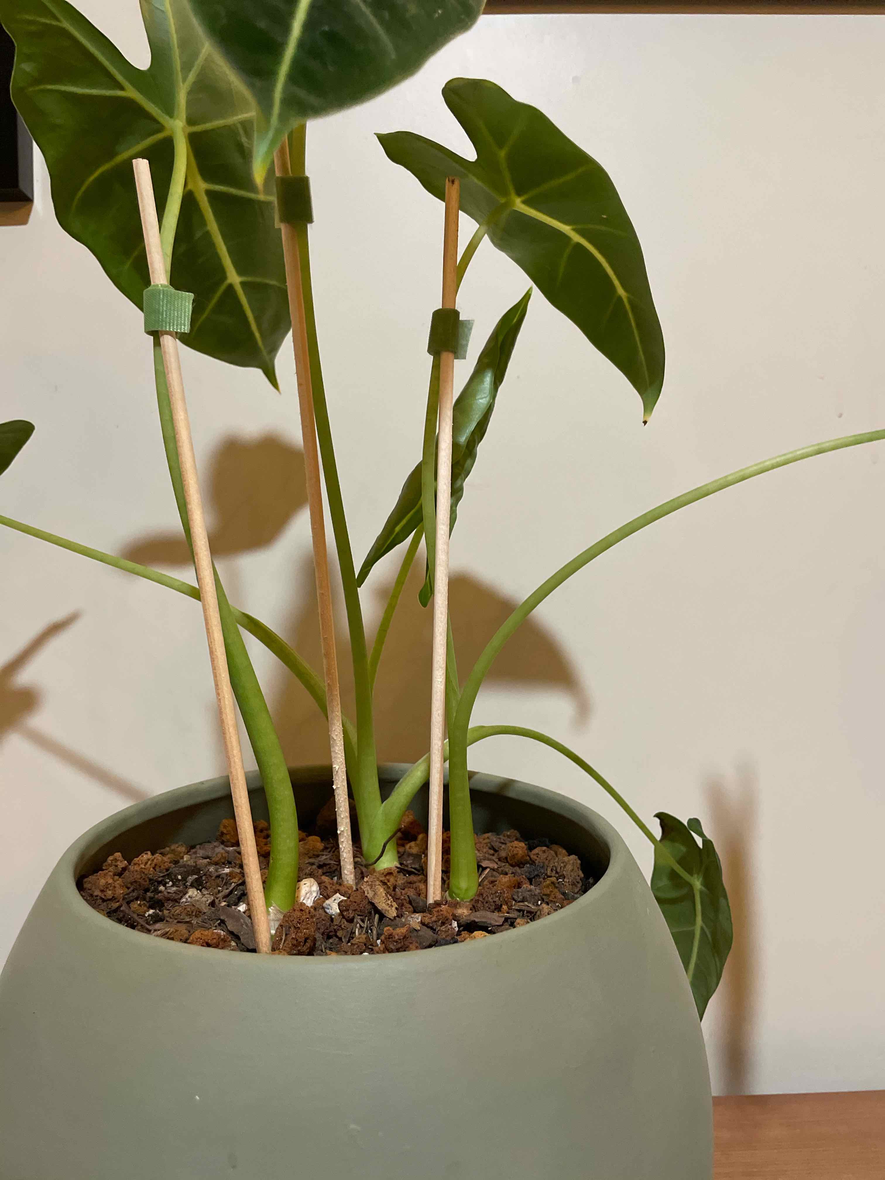 Potted Green Velvet Alocasia plant with healthy leaves and supported by stakes.