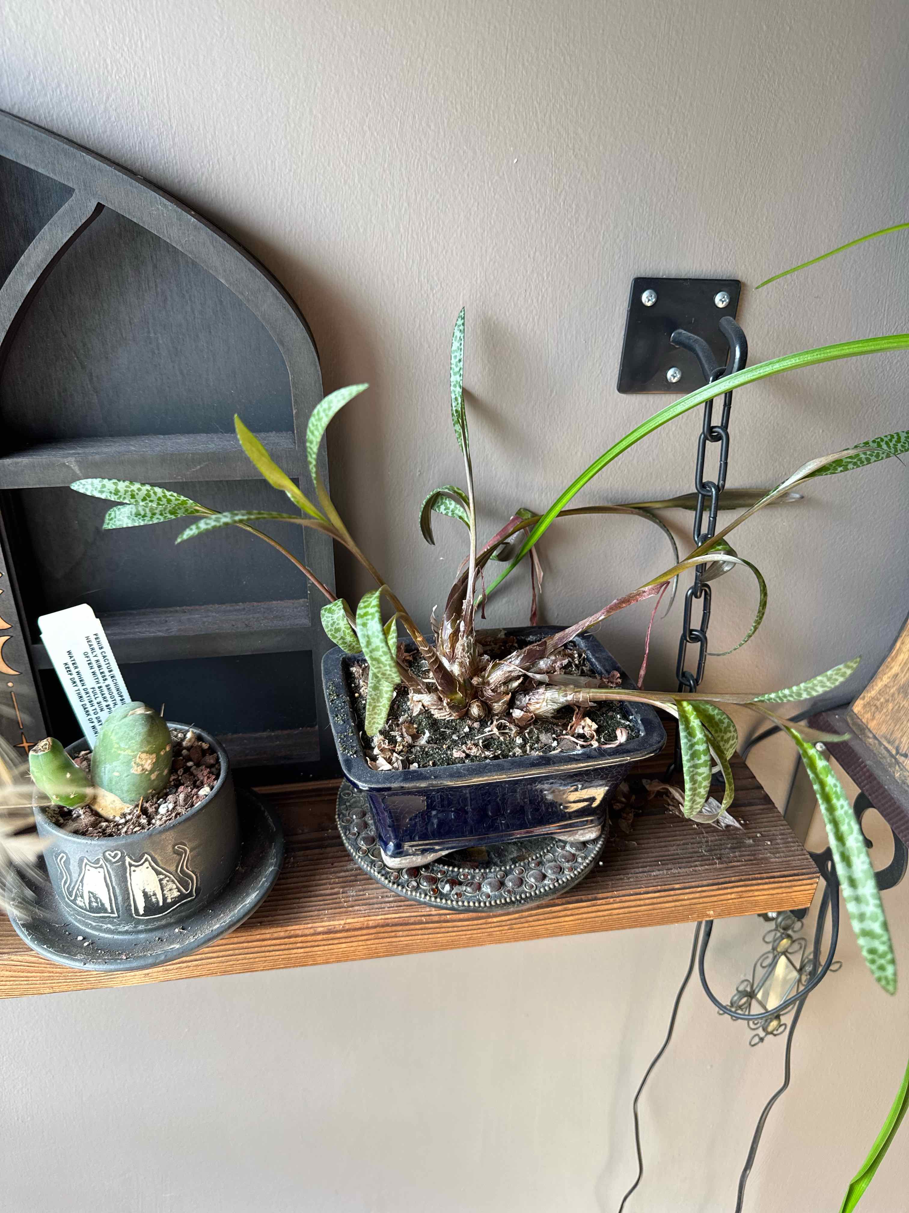 Good plant