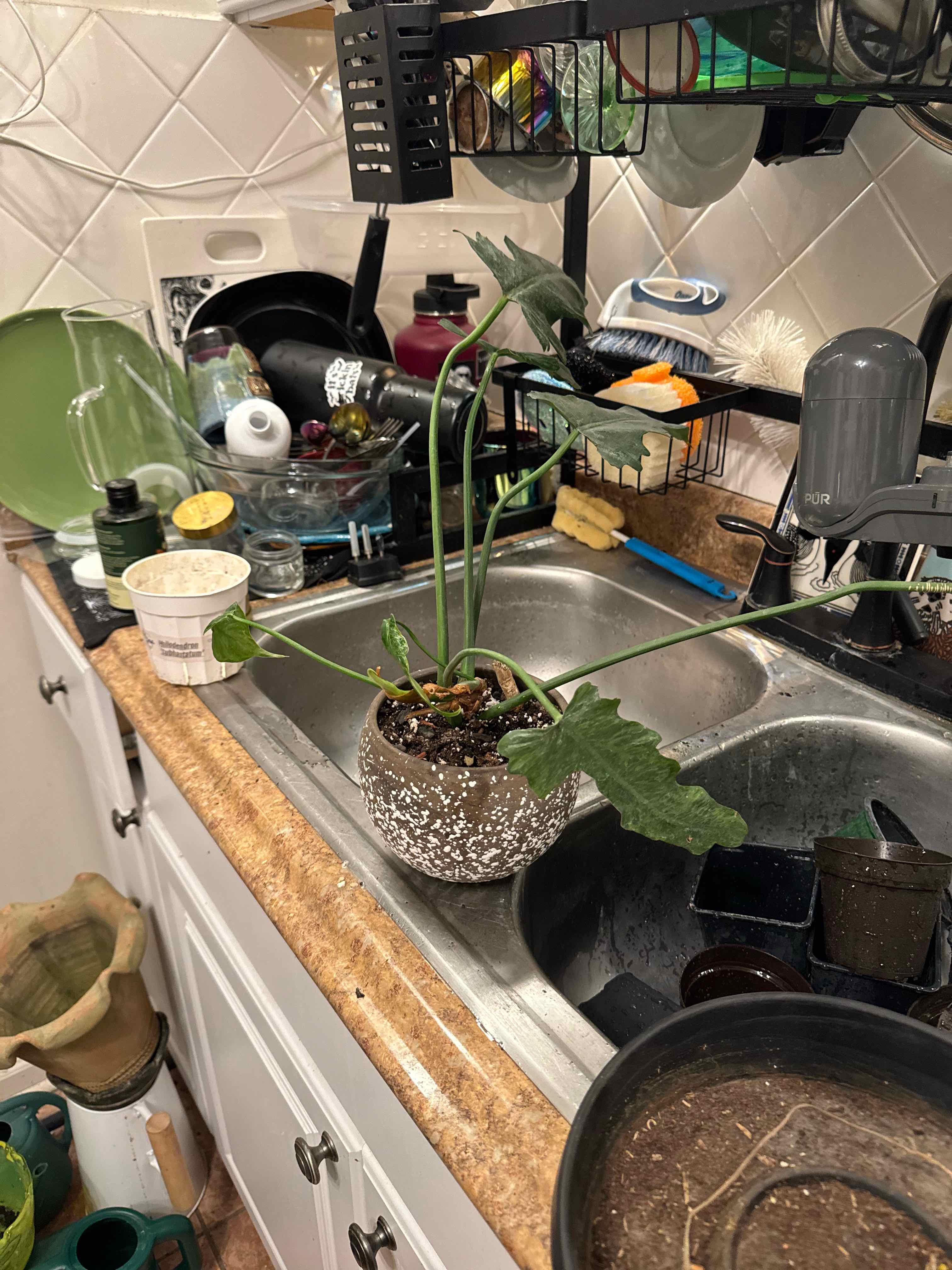 Photo of the plant species Philodendron Golden Dragon by @Gardengoth named Fiddly on Greg, the plant care app