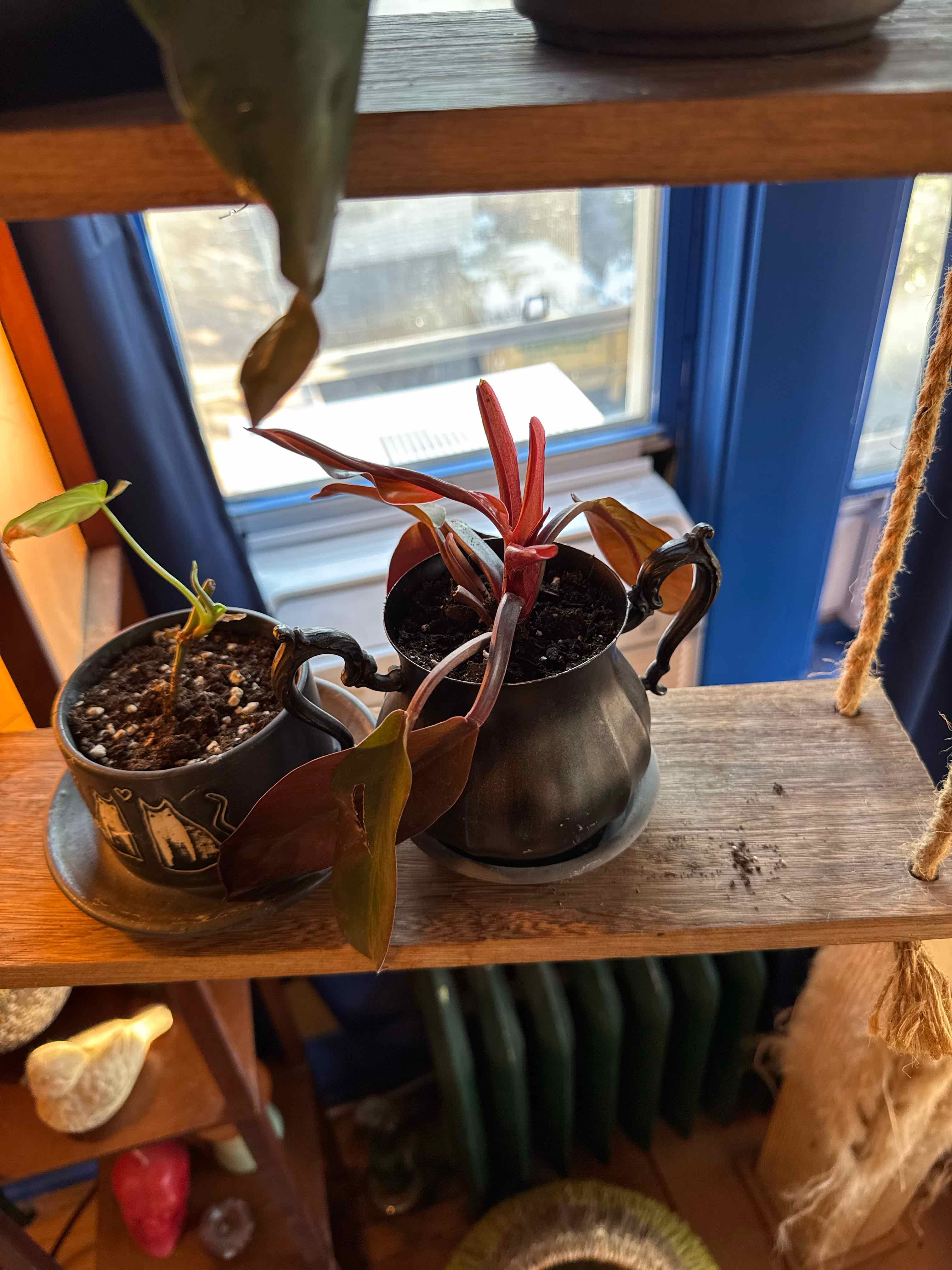 Photo of the plant species Kathleen philodendron by @Gardengoth named Cathaline on Greg, the plant care app