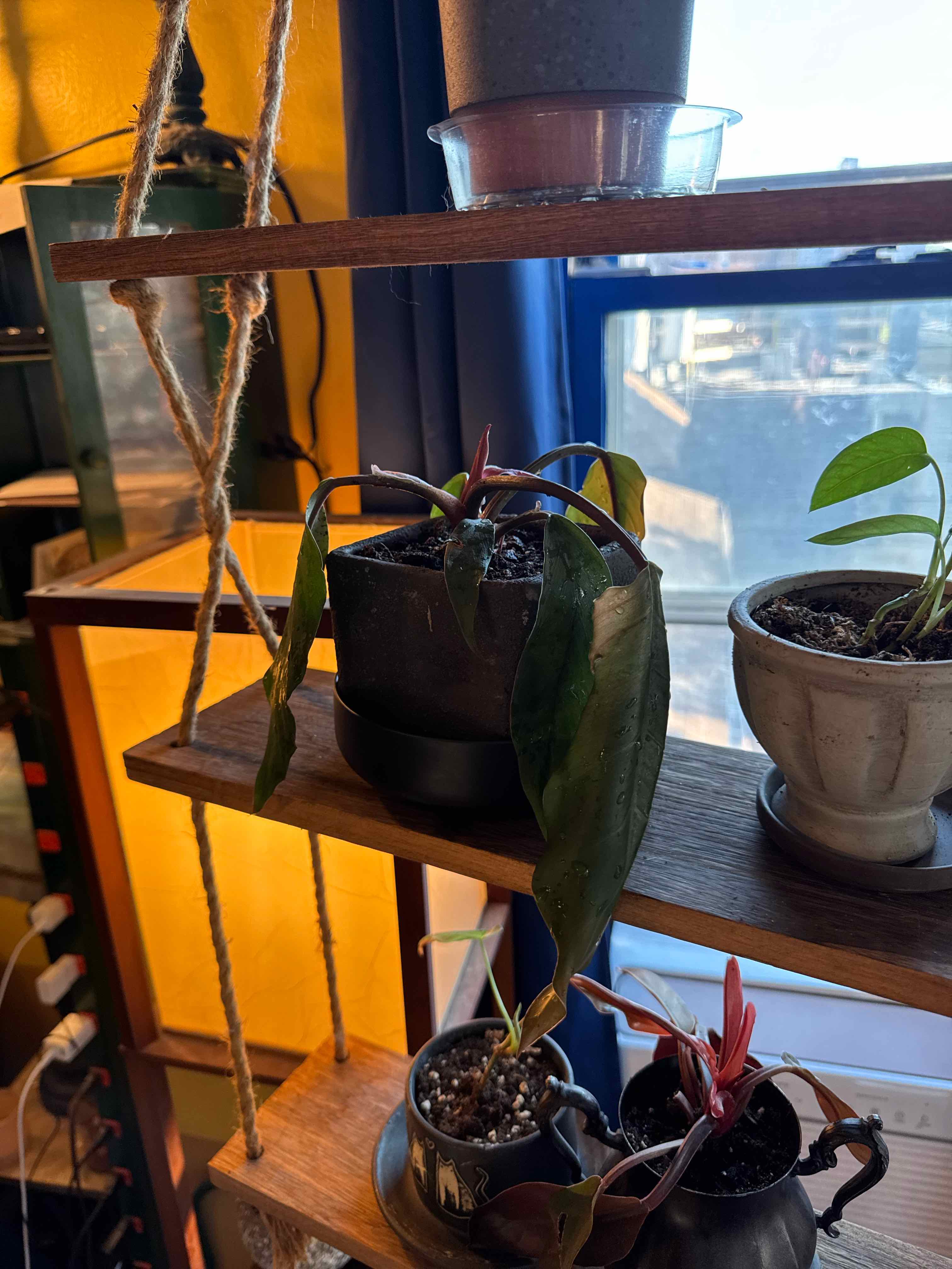 Photo of the plant species philodendron chocolate empress by @Gardengoth named Coco on Greg, the plant care app